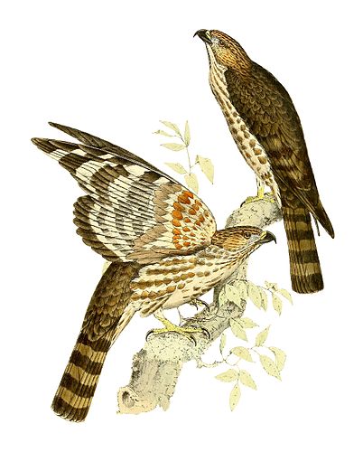 Madagascar cuckoo-hawk